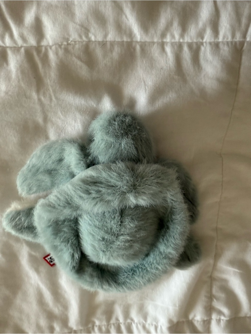 Douglas turtle